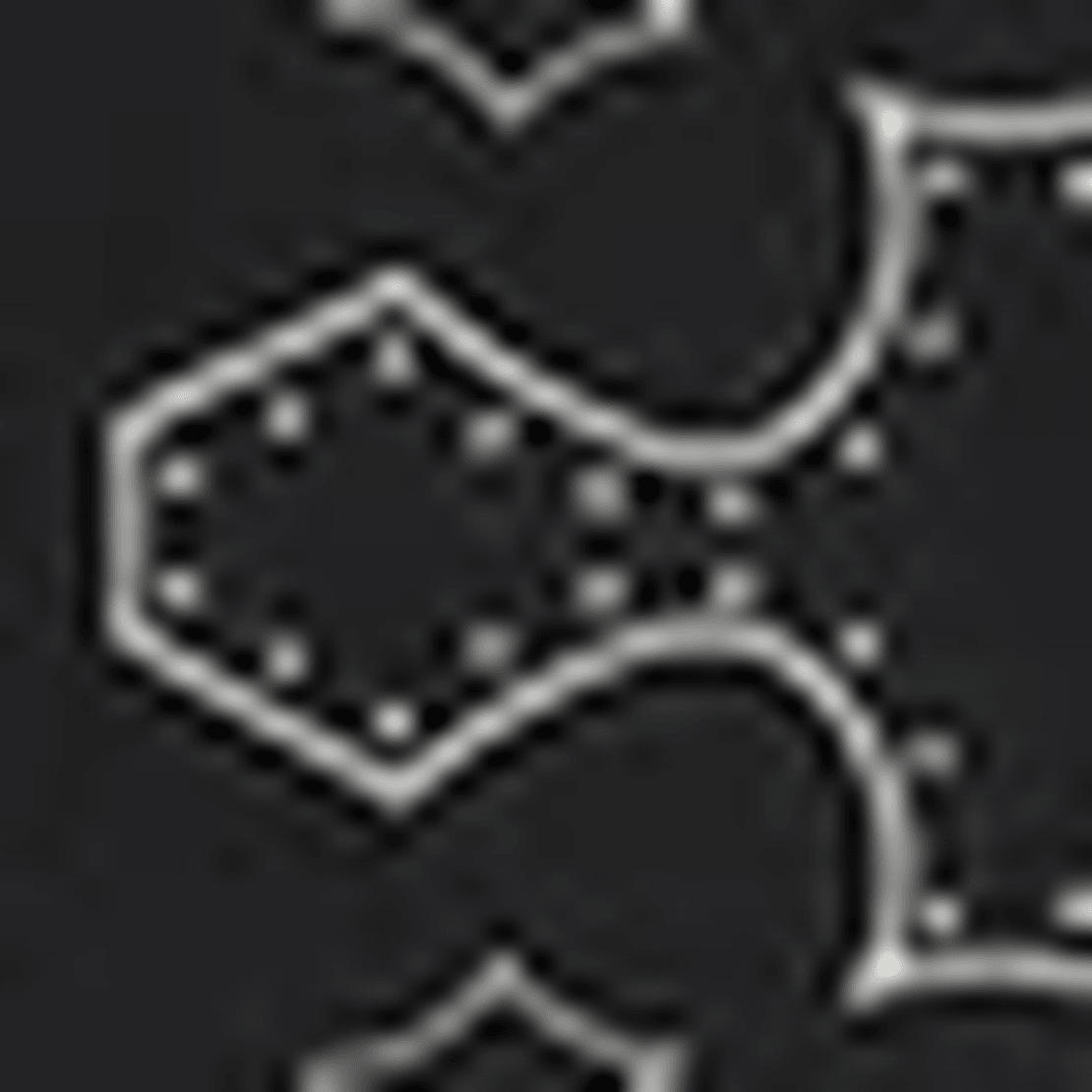 Aeyde Dakota Printed Cotton Scarf